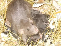 Potkan Dumbo i st. šlechtěná miminka